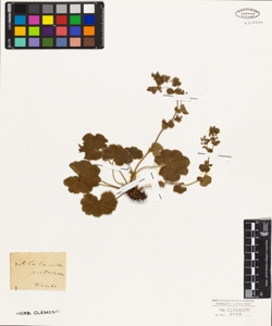 Alchemilla pubescens