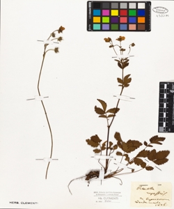 Potentilla rupestris