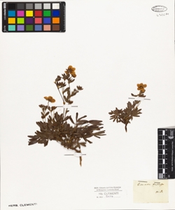 Potentilla fruticosa