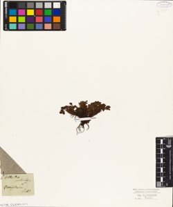 Sibbaldia procumbens L.