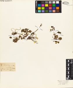 Alchemilla pentaphyllea