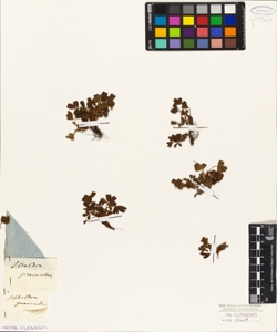 Sibbaldia procumbens