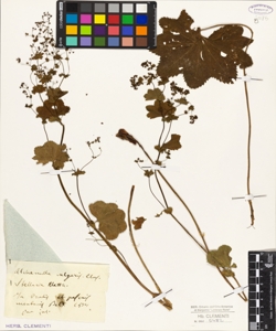 Alchemilla vulgaris Clup?
