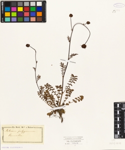 Poterium polygamum