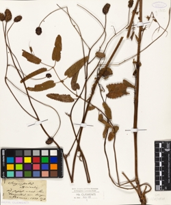 Sanguisorba officinalis