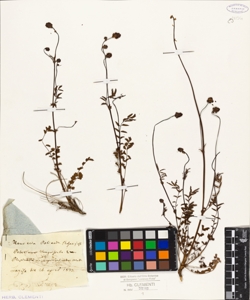 Poterium sanguisorba L.W.