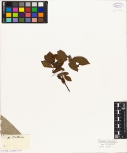 Rosa sheritterana (?)