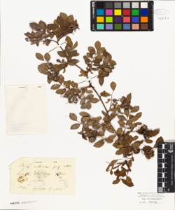 Rosa collina Jacq. W.