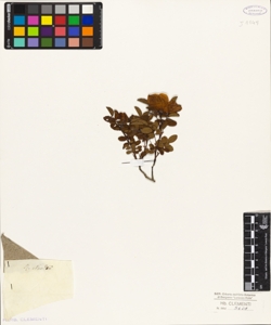 Rosa n...............(?)