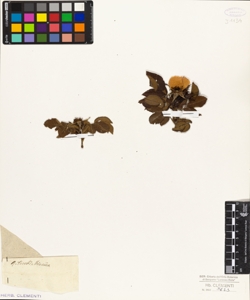 Rosa terebinthiniacea