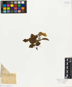 Rosa hyacinthina (?)