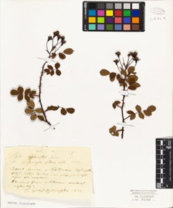 Rosa agrestis Savi ?