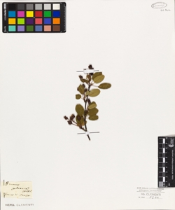 Prunus sphaerica? Willd.