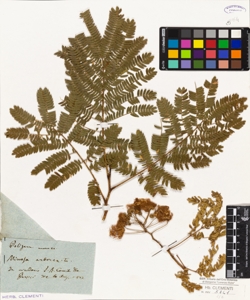 Mimosa arborea L.