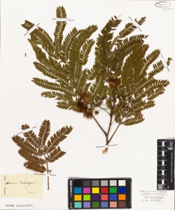 Mimosa julibrissen