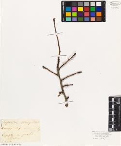 Amygdalus communis L.