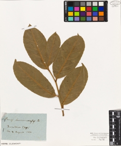 Prunus laurocerasus L.