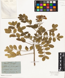 Sophora tomentosa L.