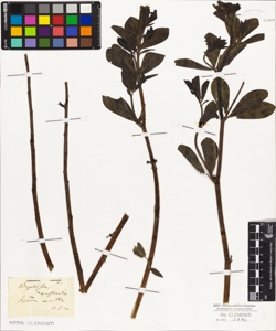 Sophora coerulea