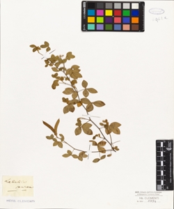Lebeckia sericea