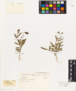 Crotalaria parviflora