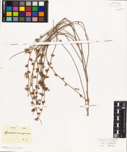 Spartium monospermum