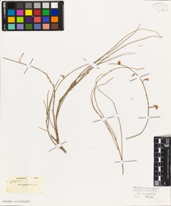 Spartium monospermum