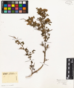Spartium villosum