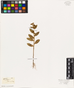 Crotalaria decumbens