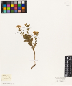 Genista pubescens Lange