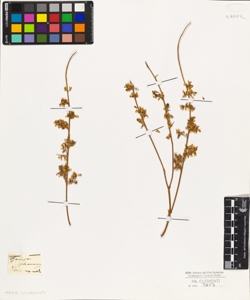 Genista sphaerocarpa