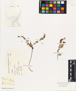 Genista aristata Presl.