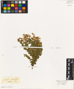 Cytisus sessilifolius