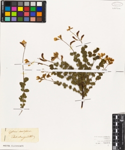 Cytisus sessilifolius