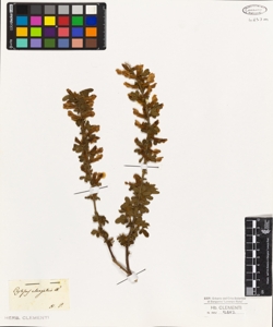 Cytisus elongatus W.