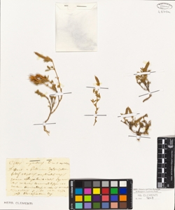 Cytisus argenteus L.