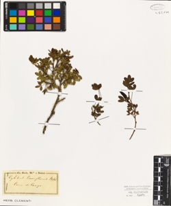 Cytisus emeriflorus Reichb.