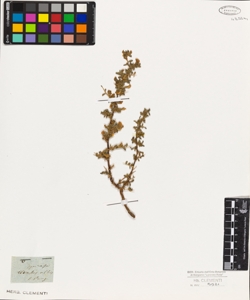Ononis spinosa
