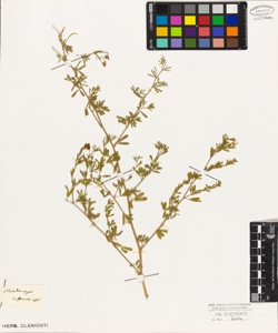 Medicago suffruticosa