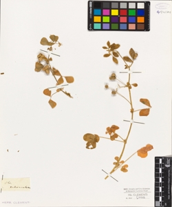 Medicago tuberculata