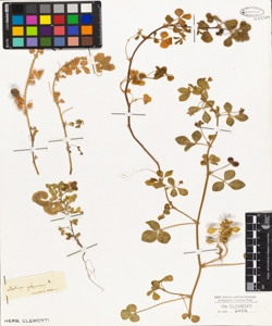 Medicago sphaerocarpa