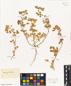 Medicago tribuloides