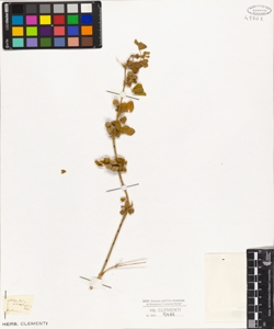 Medicago crassispina Vis.