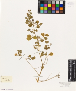 Medicago nigra