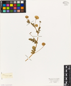Medicago circinnata