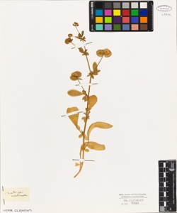 Medicago circinnata