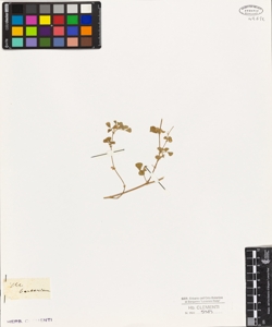 Medicago berteriana