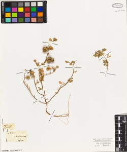 Medicago arenaria