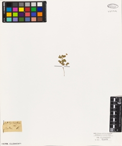 Medicago lupulina L.