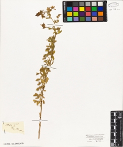 Medicago hybrida